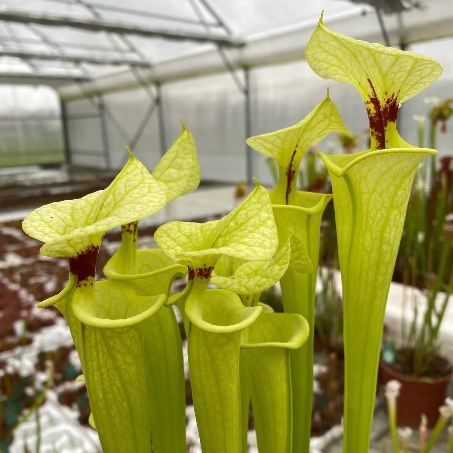 Sarracenia F199 MK x "Helen Mary" (A) DFH119