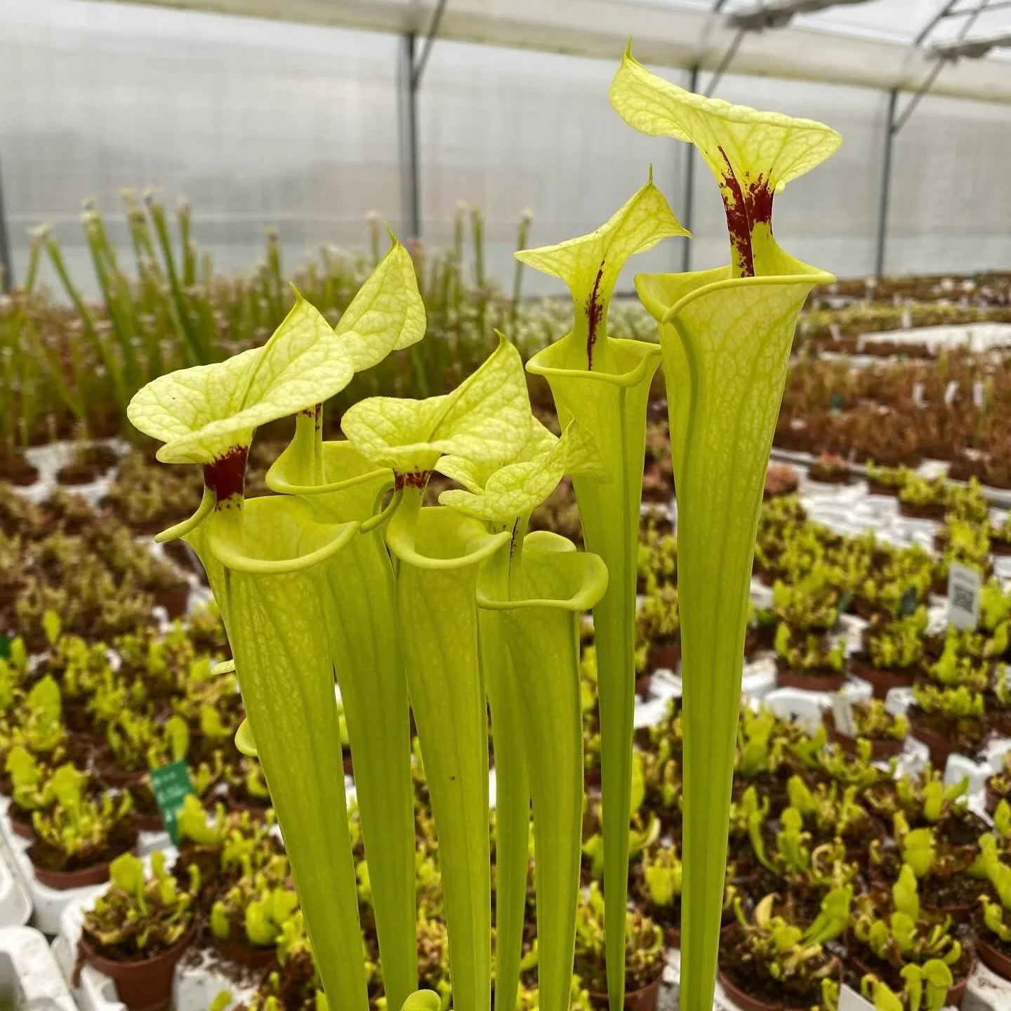 Sarracenia F199 MK x "Helen Mary" (A) DFH119