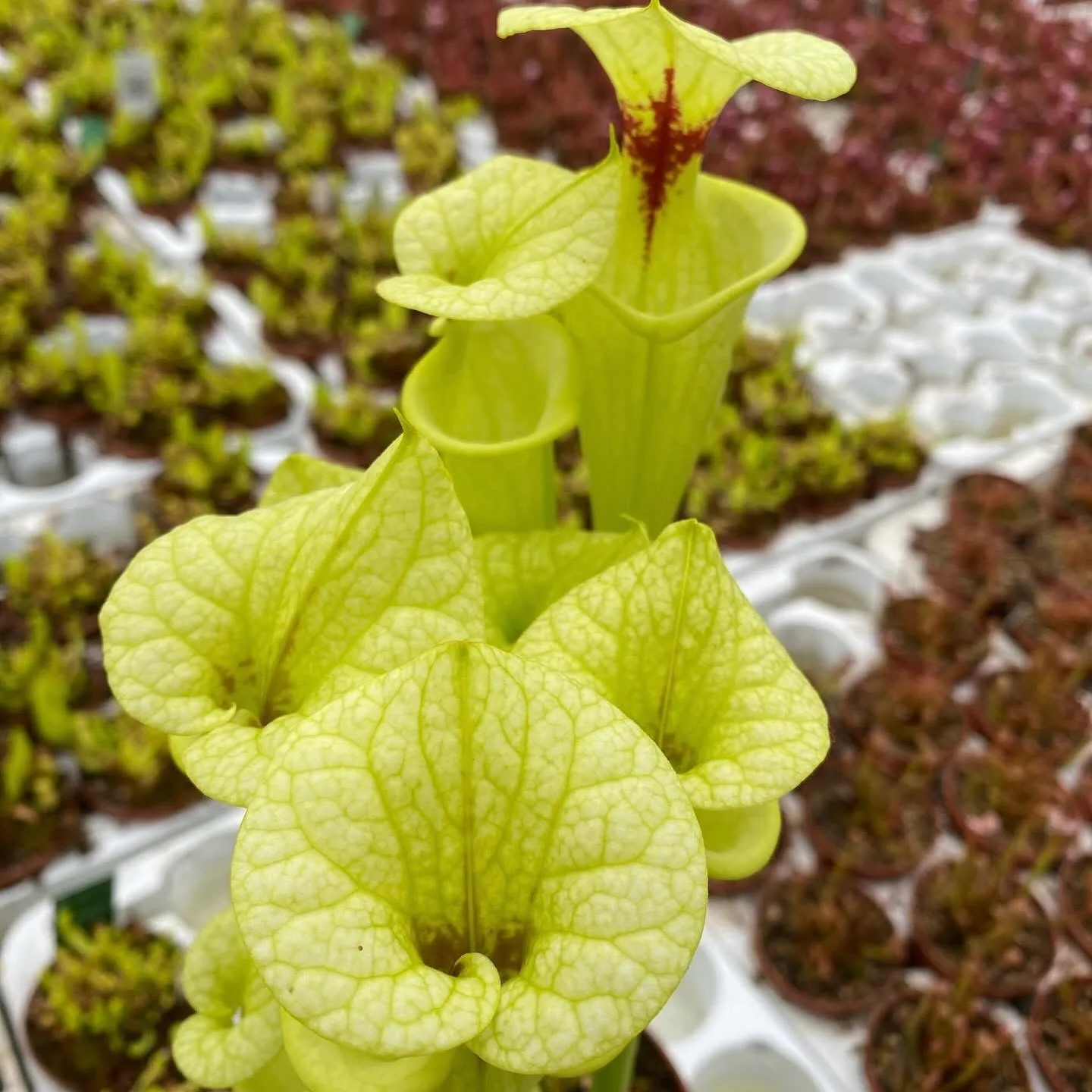 Sarracenia F199 MK x "Helen Mary" (A) DFH119