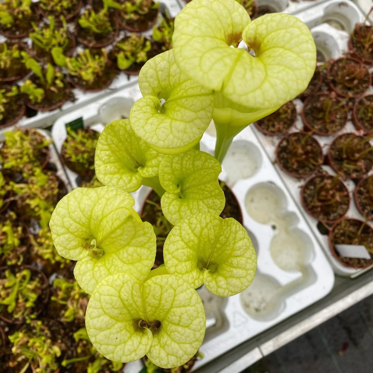 Sarracenia F199 MK x "Helen Mary" (A) DFH119