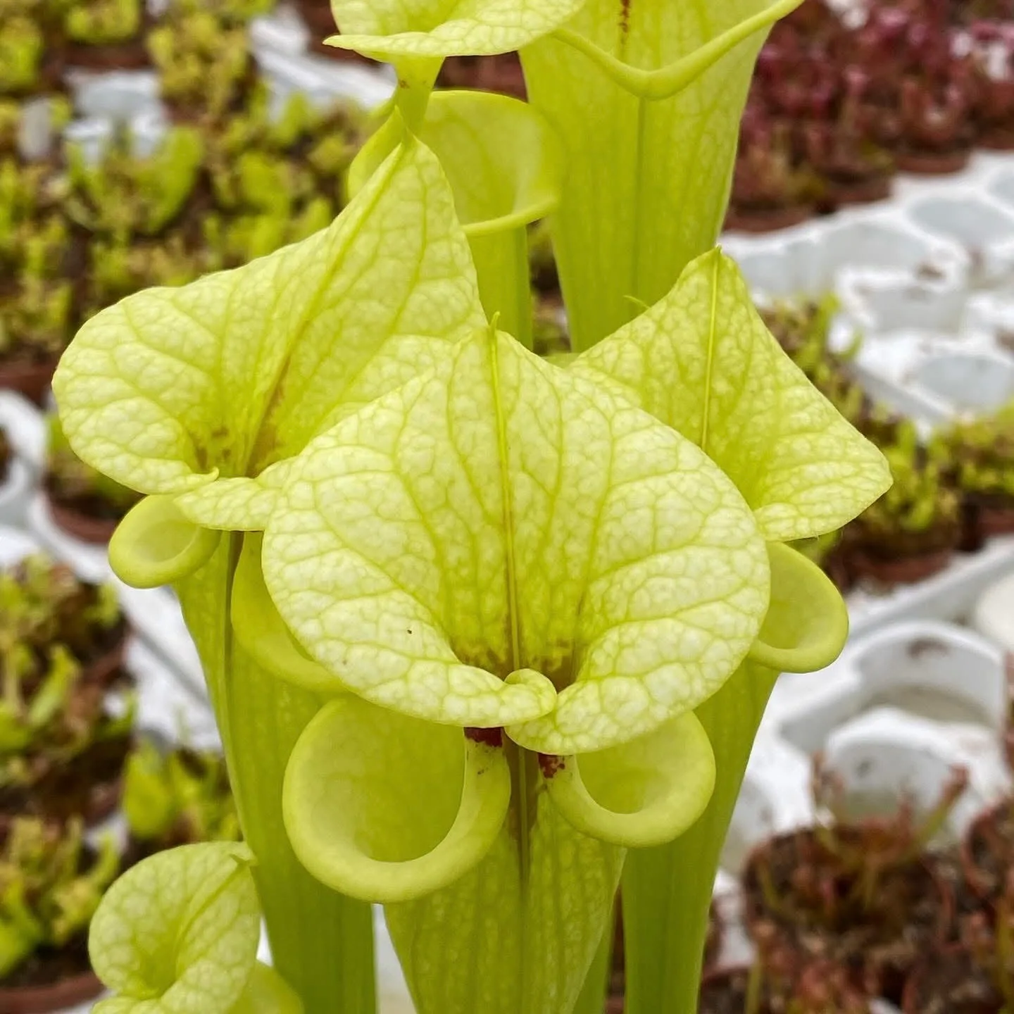 Sarracenia F199 MK x "Helen Mary" (A) DFH119