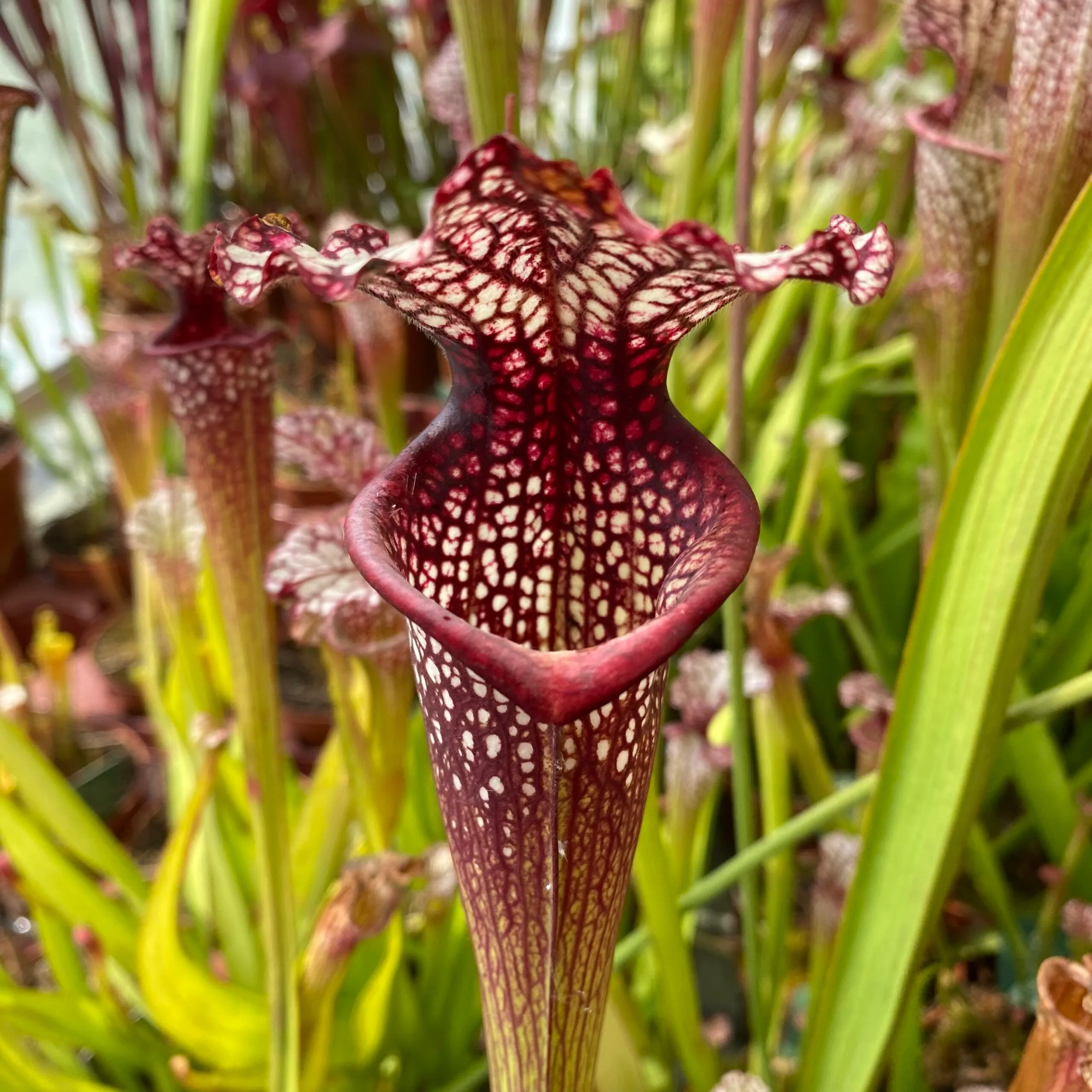 moorei 'Leah Wilkerson' [Walton County Florida] H112 MK x leucophylla "Pink Throat" DFH62