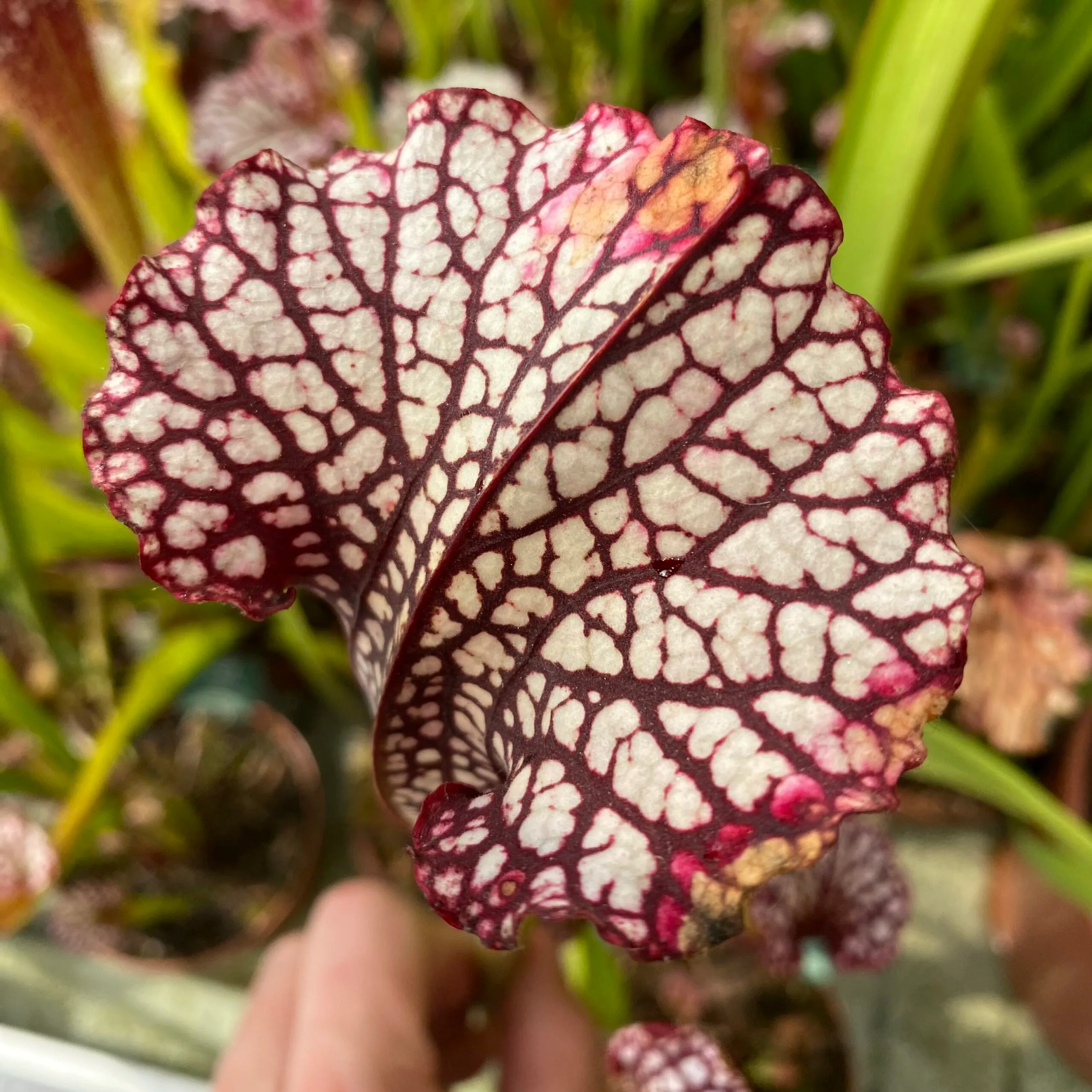 moorei 'Leah Wilkerson' [Walton County Florida] H112 MK x leucophylla "Pink Throat" DFH62