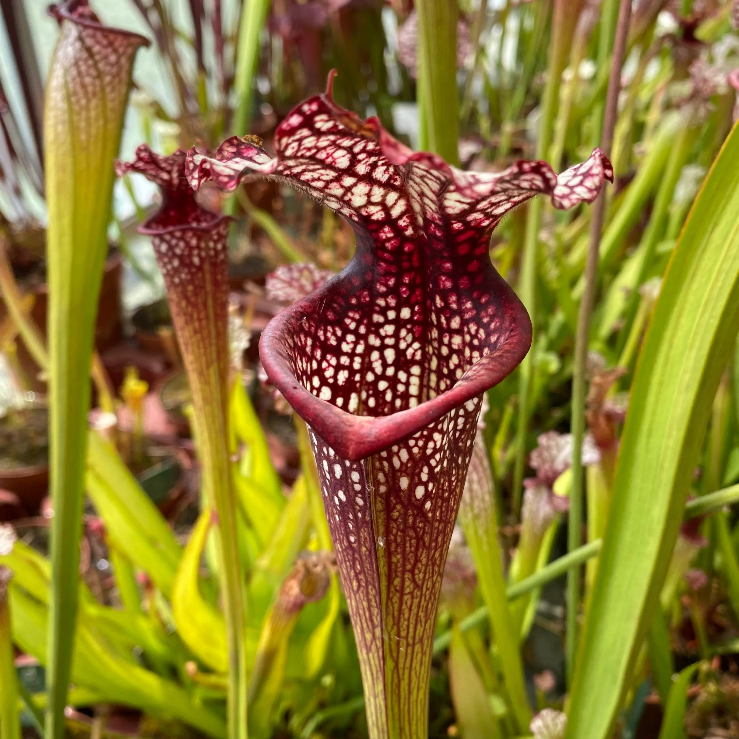 moorei 'Leah Wilkerson' [Walton County Florida] H112 MK x leucophylla "Pink Throat" DFH62