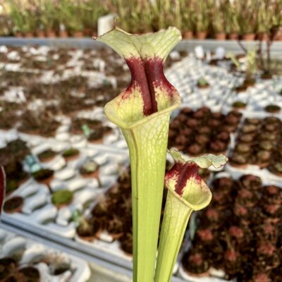 Sarracenia moorei 'Leah Wilkerson' [Walton County Florida] H112 MK x 'Iamsatyricon' DFH53