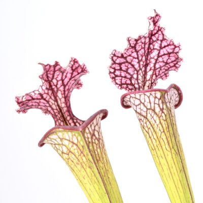 Sarracenia leucophylla "Whitney" x moorei 'Adrian Slack' [Milton area of western Florida] H113 MK DFH34