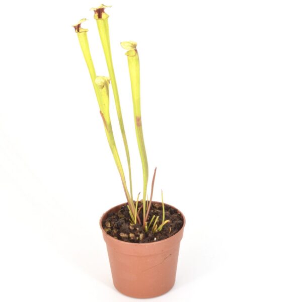 Sarracenia moorei 'Leah Wilkerson' [Walton County Florida] H112 MK x 'Iamsatyricon' DFH53