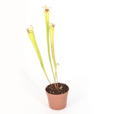 Sarracenia x "Macchia Nera" DFH48