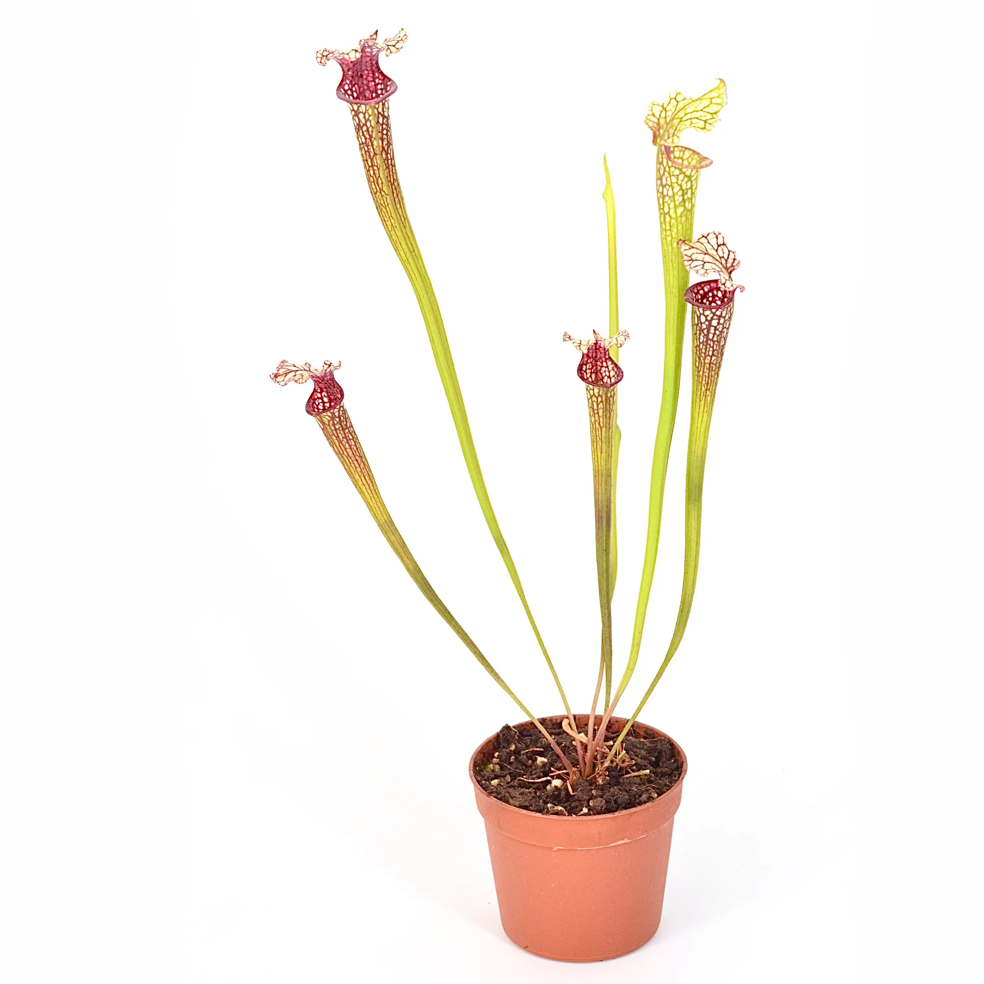 Sarracenia moorei 'Leah Wilkerson' [Walton County Florida] H112 MK x moorei [Conecuh, Covington County, Alabama] SXM54 AC DFH68