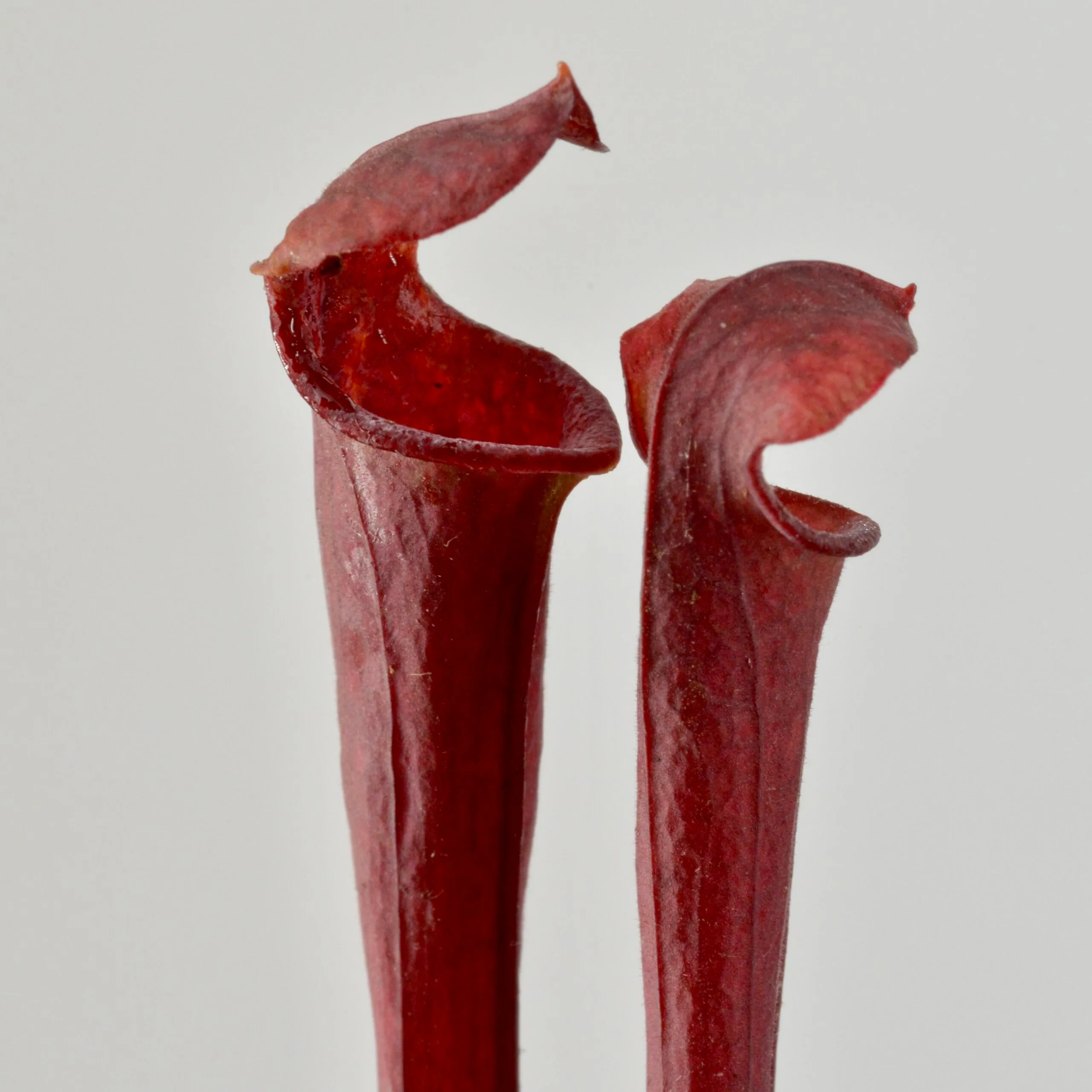 Sarracenia Flavia var. Atropurpurea Red x H01 MK DFH125