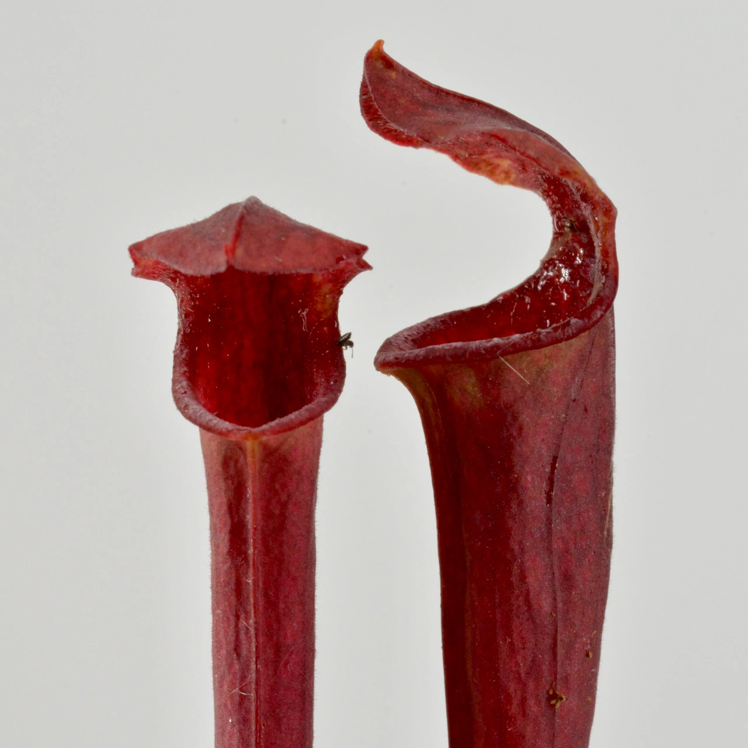 Sarracenia Flavia var. Atropurpurea Red x H01 MK DFH125