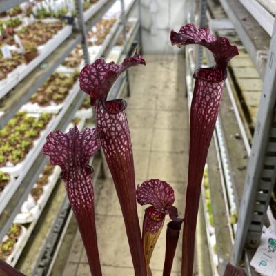 Sarracenia areolata {Very colorful clone, snow white flower (Hans Luhrs), Rogier van Loenen SH07} SX83 x 'Dunes' DFH24