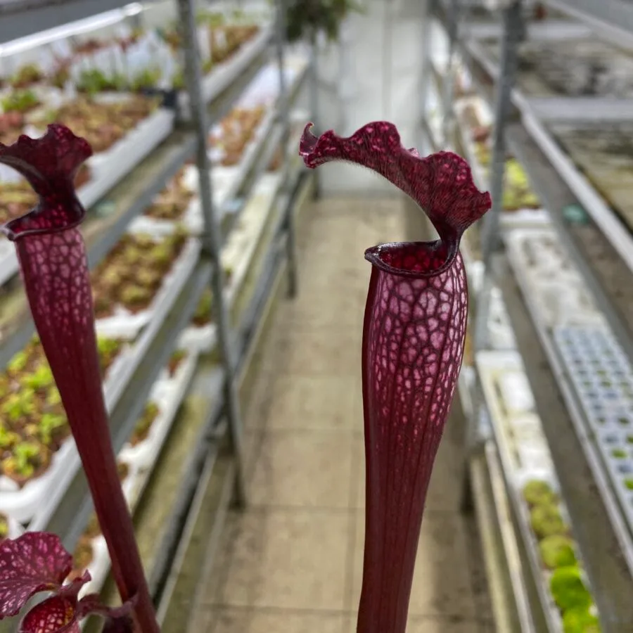 Sarracenia areolata {Very colorful clone, snow white flower (Hans Luhrs), Rogier van Loenen SH07} SX83 x 'Dunes' DFH24 - immagine 3