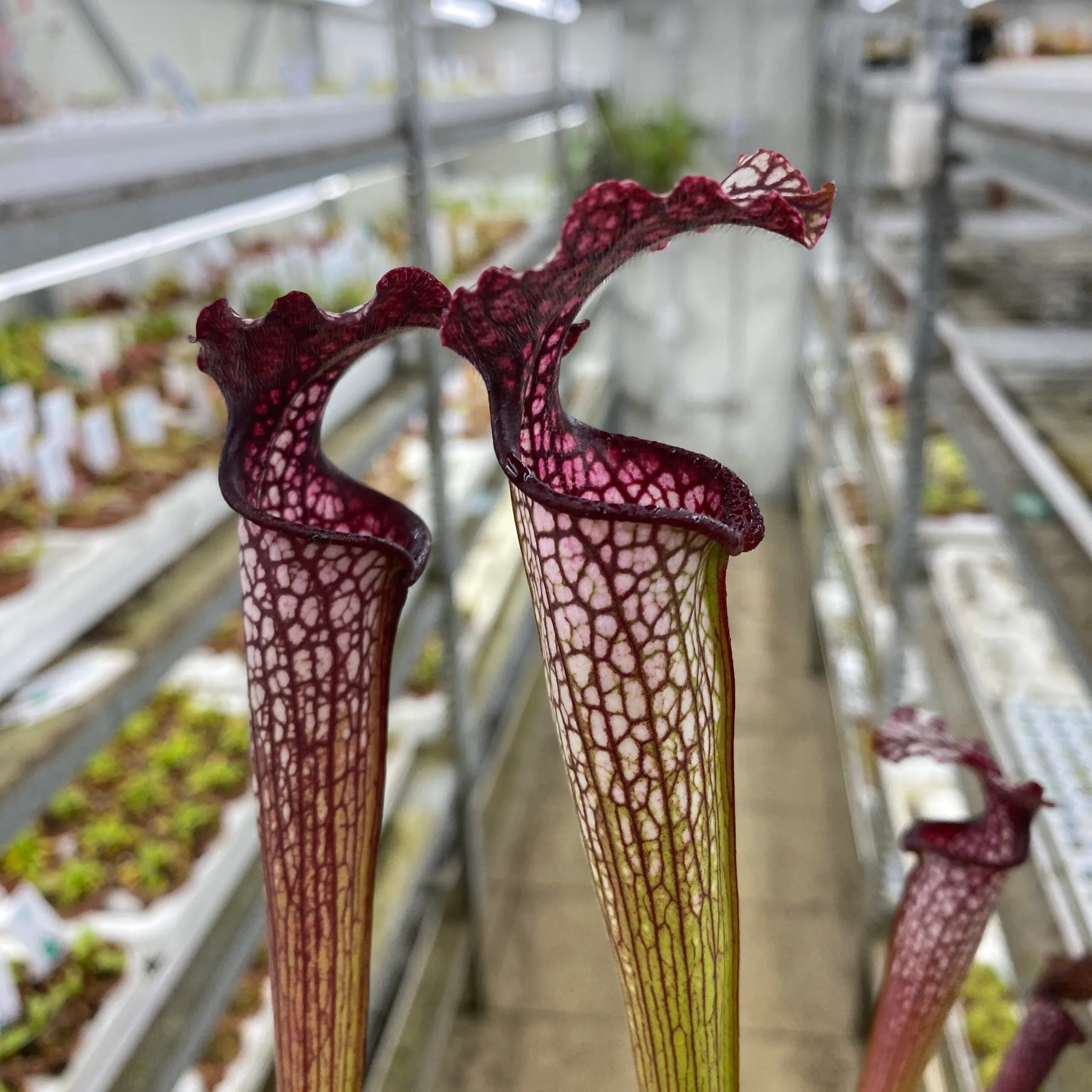 Sarracenia areolata {Very colorful clone, snow white flower (Hans Luhrs), Rogier van Loenen SH07} SX83 x 'Dunes' DFH25 – Bild 4