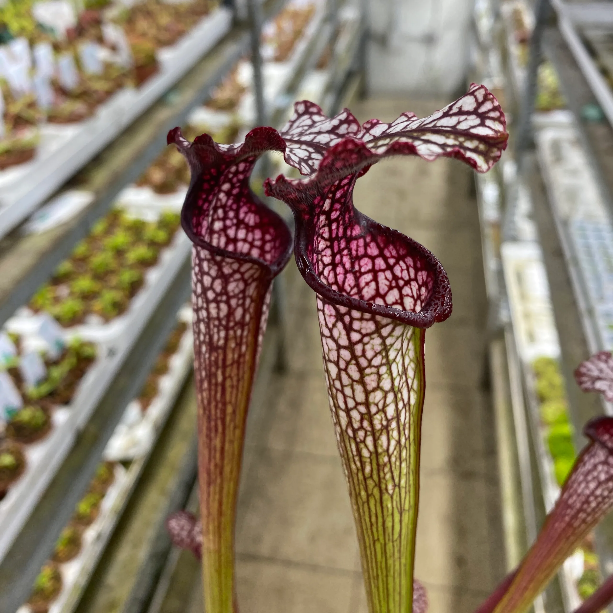Sarracenia areolata {Very colorful clone, snow white flower (Hans Luhrs), Rogier van Loenen SH07} SX83 x 'Dunes' DFH25