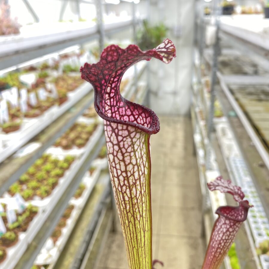Sarracenia areolata {Very colorful clone, snow white flower (Hans Luhrs), Rogier van Loenen SH07} SX83 x 'Dunes' DFH25 - immagine 3