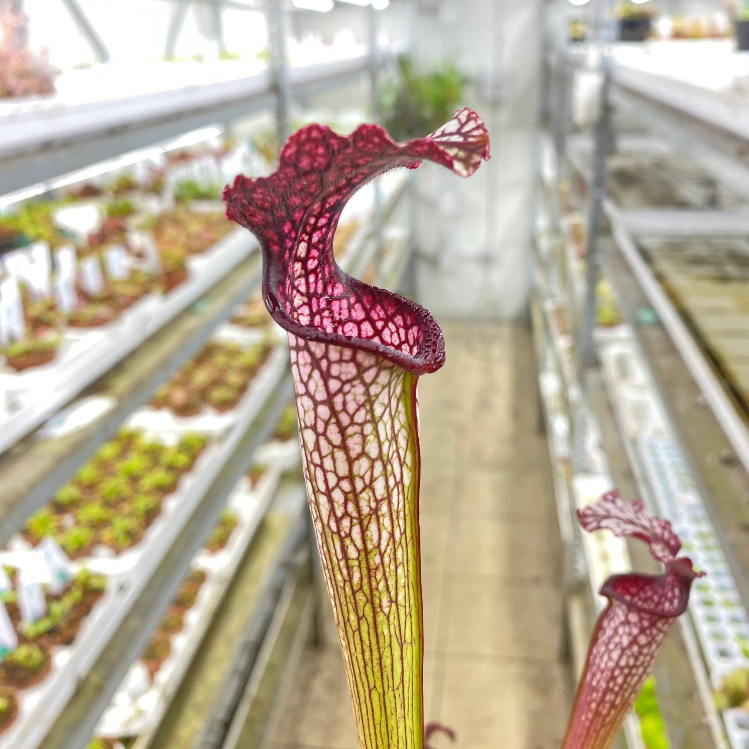 Sarracenia areolata {Very colorful clone, snow white flower (Hans Luhrs), Rogier van Loenen SH07} SX83 x 'Dunes' DFH25 – Bild 3