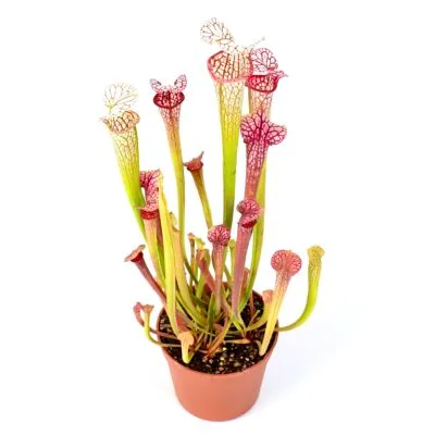Sarracenia (trappole colorate)
