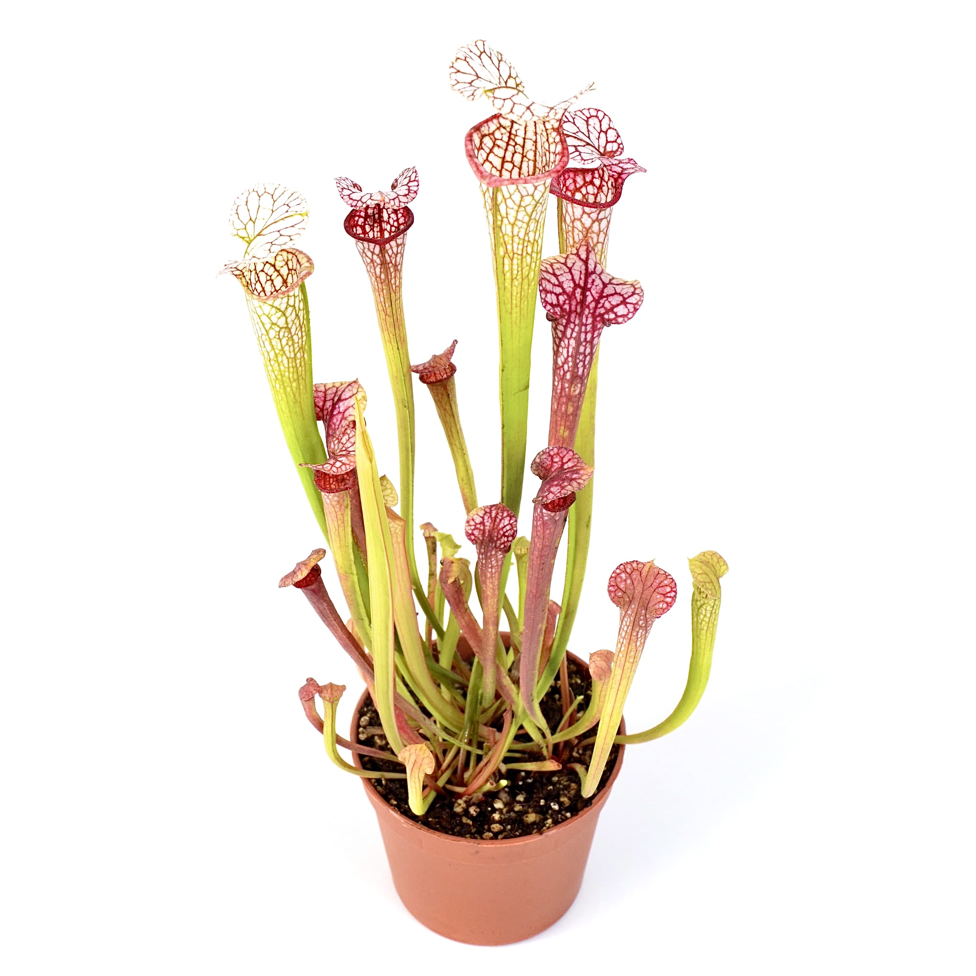 Sarracenia (colored pitchers)