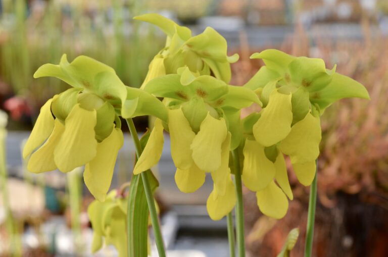Hybridization