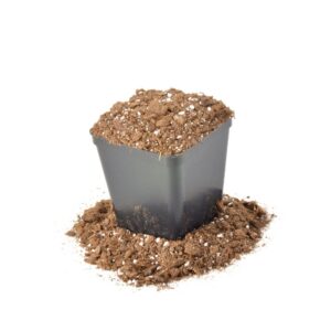 Kit per rinvaso di Sarracenia