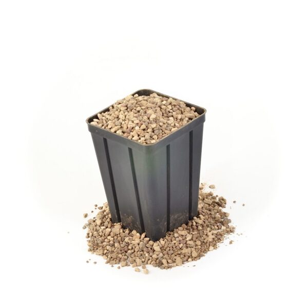 Kit per rinvaso di Pinguicula