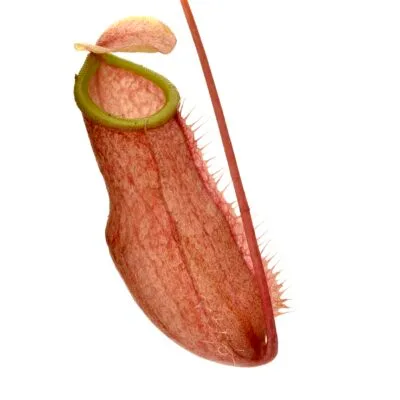 Nepenthes bellii