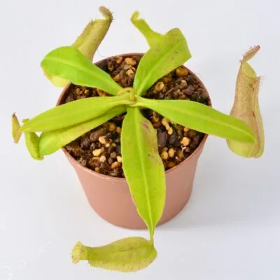 Nepenthes hirsuta x albomarginata "Grey" K2