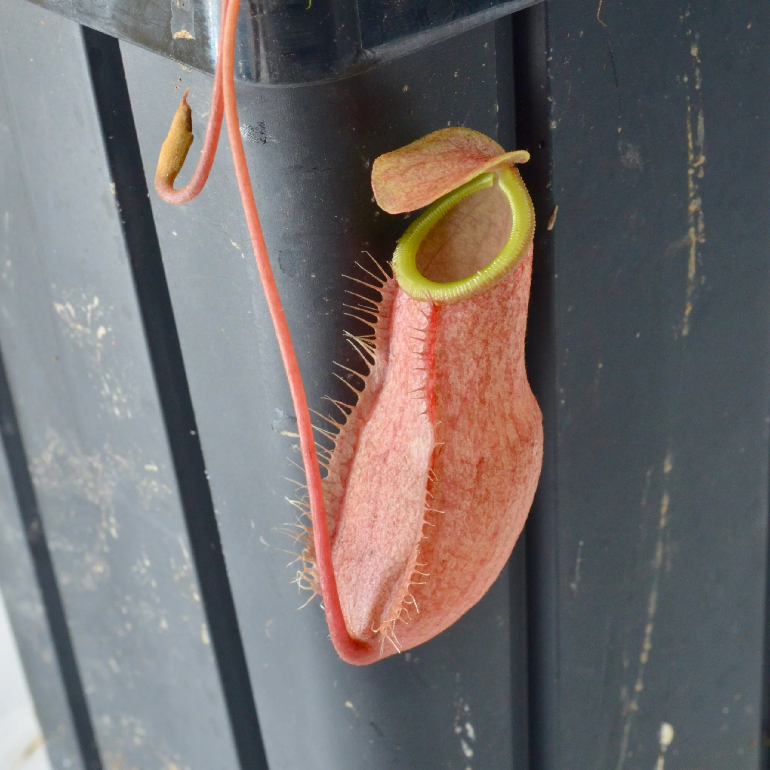 Nepenthes bellii