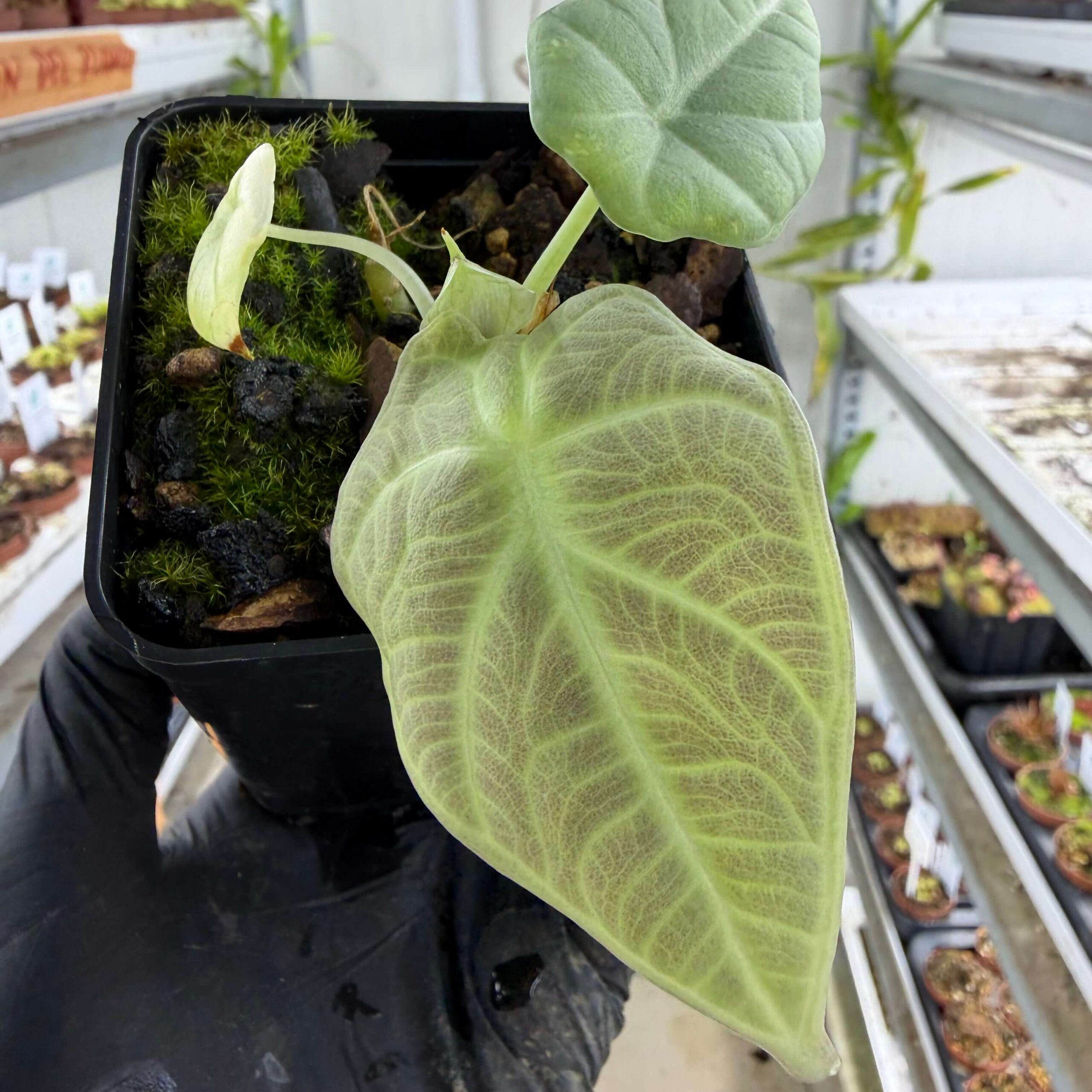 Alocasia maharani