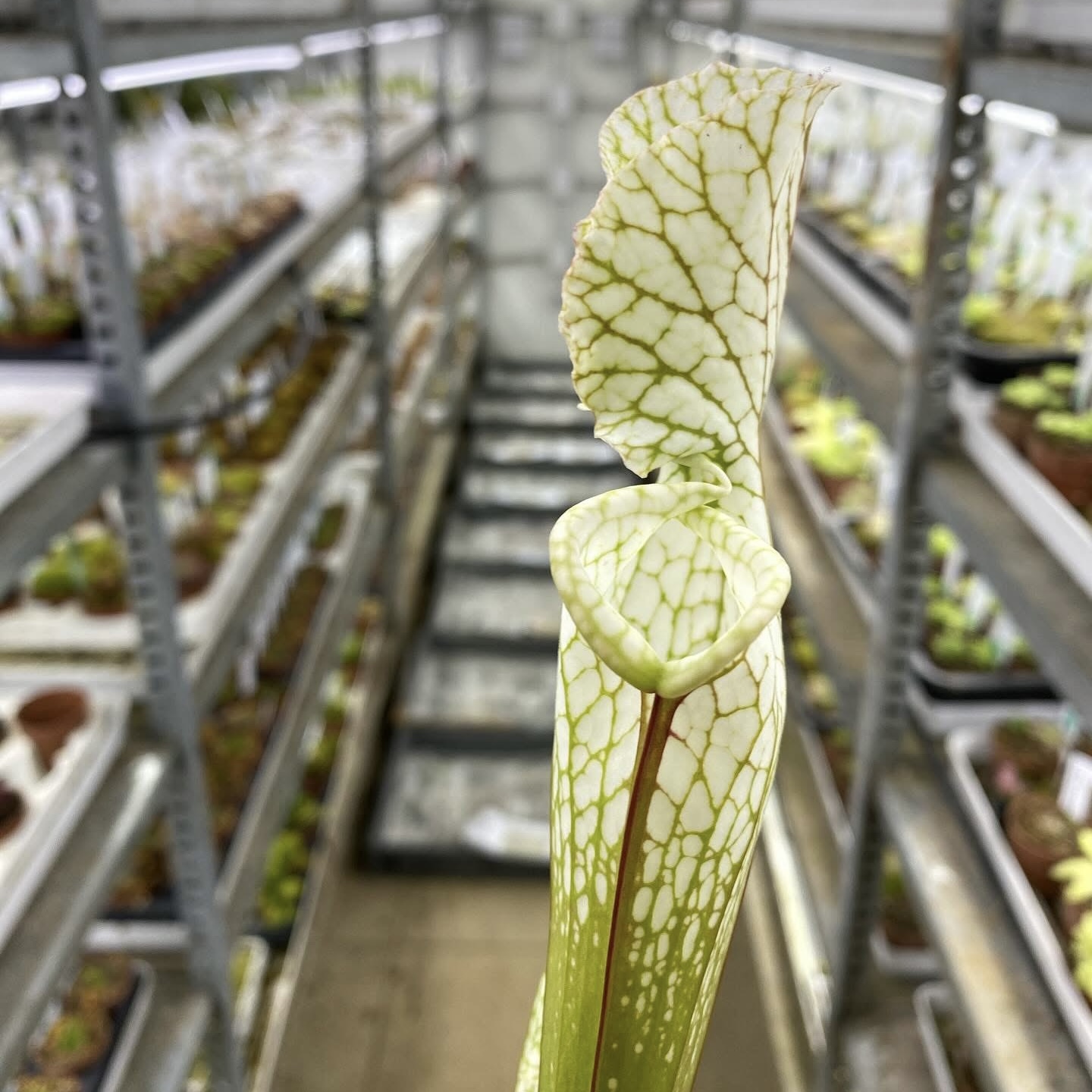 Sarracenia leucophylla var. alba 'Hurricane Creek White' clone A L58A NK x leucophylla var. alba 'Hurricane Creek White' clone E DFL3