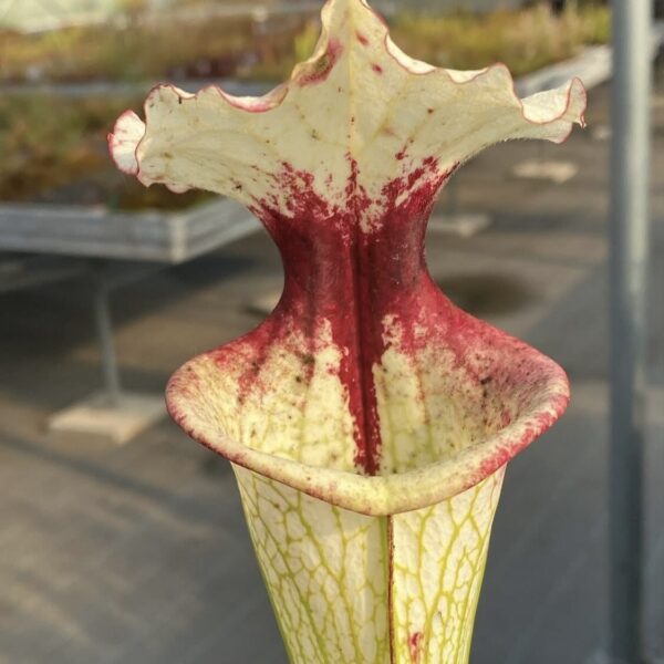 Sarracenia x "Raspberry Whipped Cream" DFH65