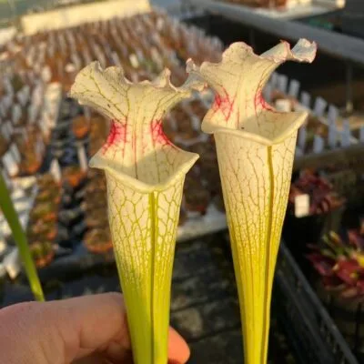 Adrian Slack' [Milton area of western Florida] H113 MK x moorei HA20A MSr) DFH46