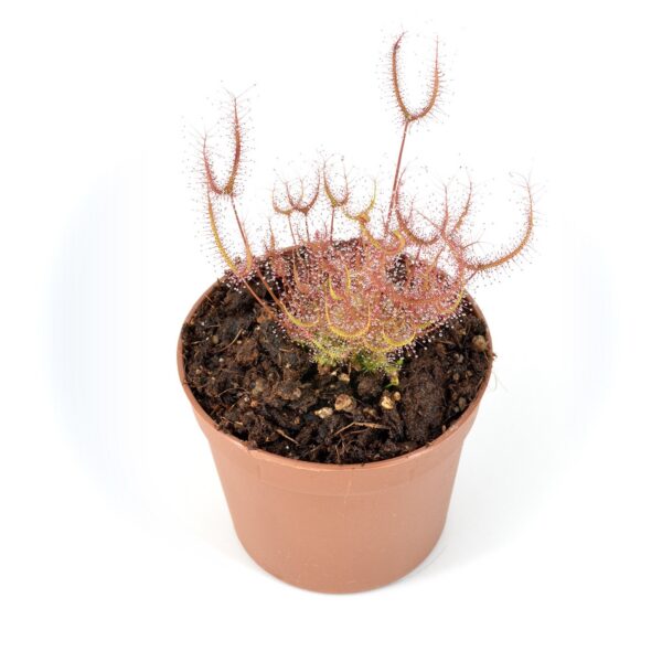 Drosera binata var. multifida red form