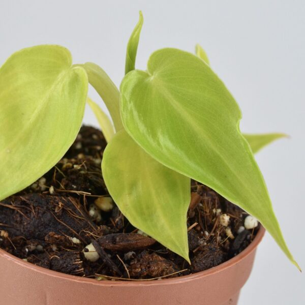 Philodendron “Bob CEE”
