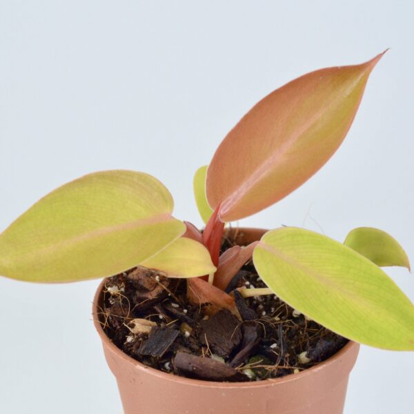 Philodendron “yellow flame”