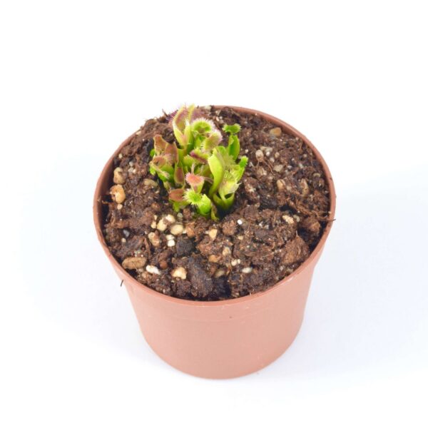 Dionaea muscipula “Regina di Cuori”
