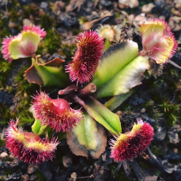 Dionaea muscipula “Regina di Cuori”