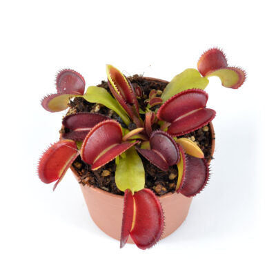 Dionaea Muscipula "Isistius"