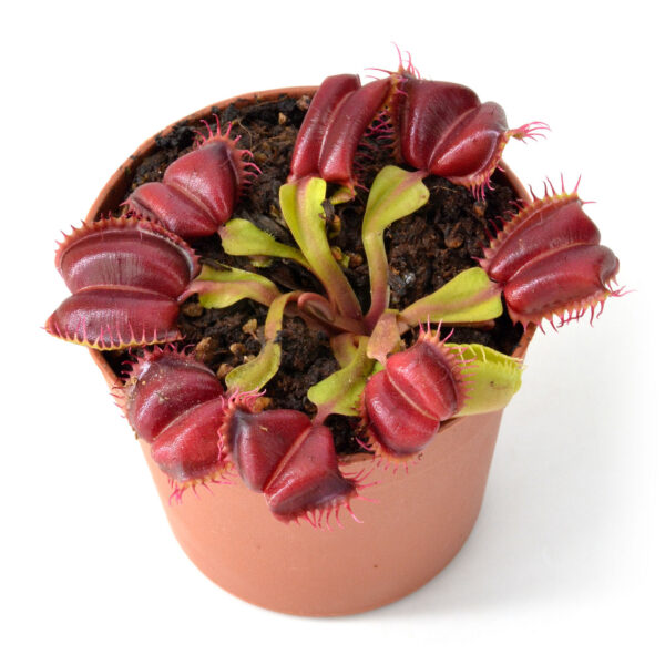 Dionaea Muscipula “Kleine Gek“