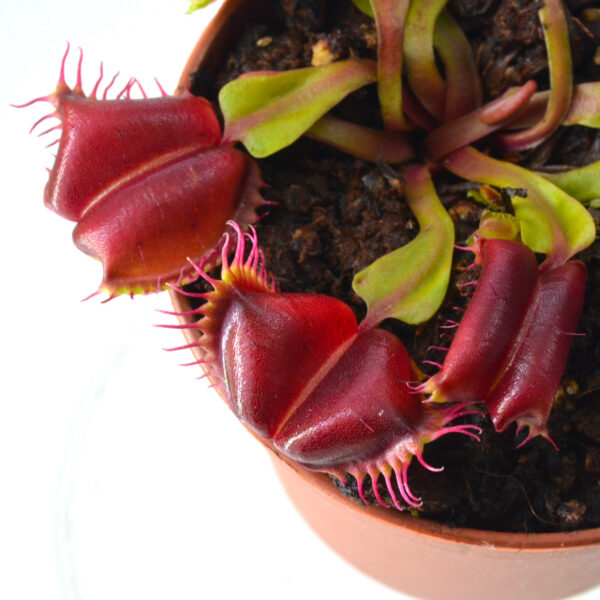 Dionaea Muscipula “Kleine Gek“