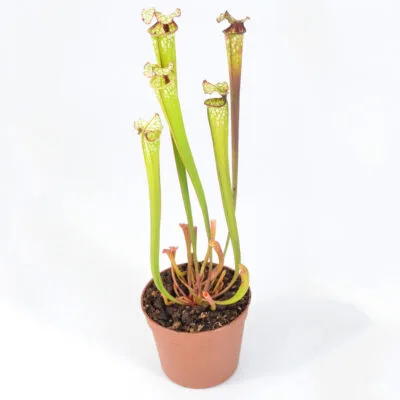 Macchia Nera DFH48 DSC_1081