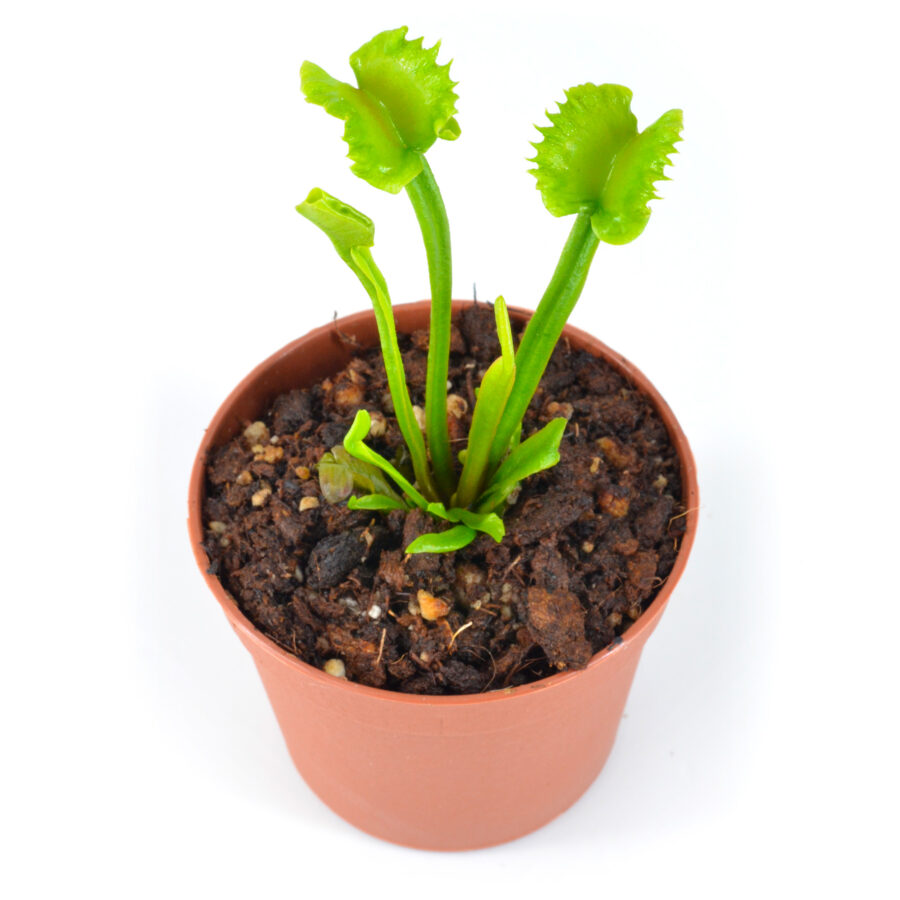 Dionaea Muscipula "Mayon" – Bild 5