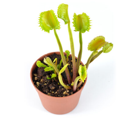 Dionaea Muscipula "Mayon"