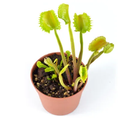 Dionaea Muscipula "Mayon"