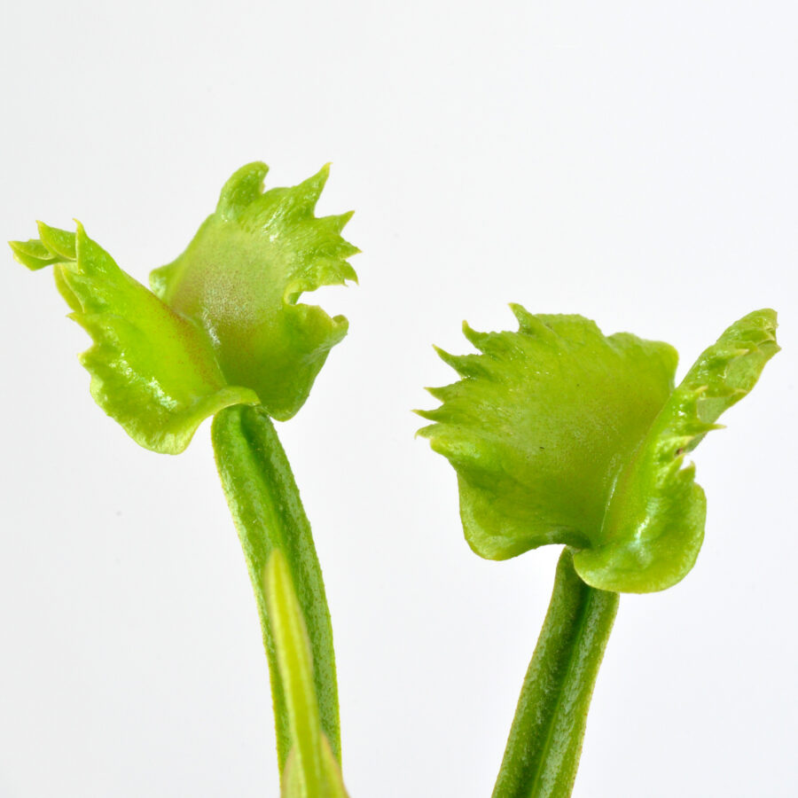 Dionaea Muscipula "Mayon" – Bild 4