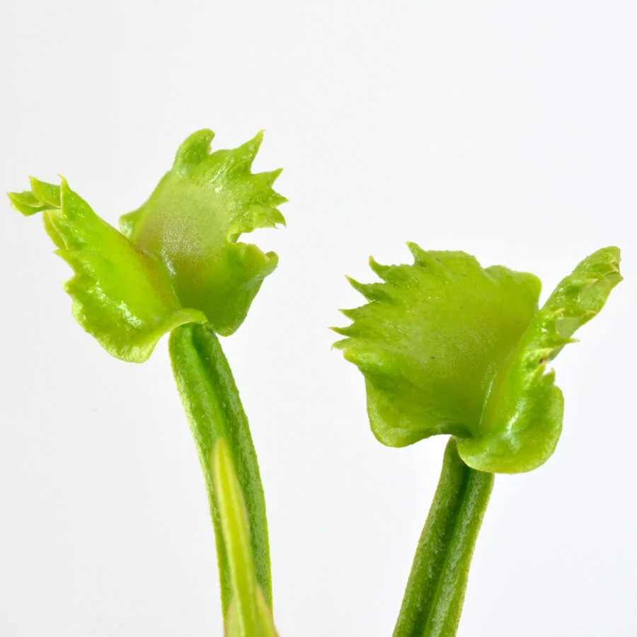 Dionaea Muscipula "Mayon" – Image 4