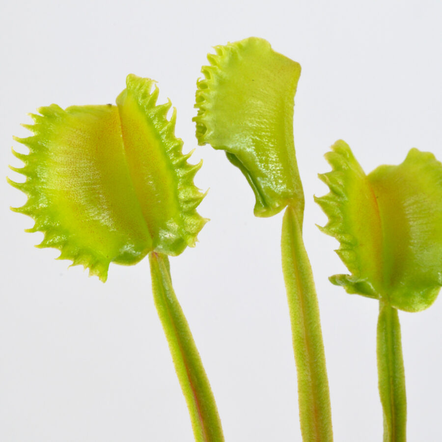 Dionaea Muscipula "Mayon" – Bild 2