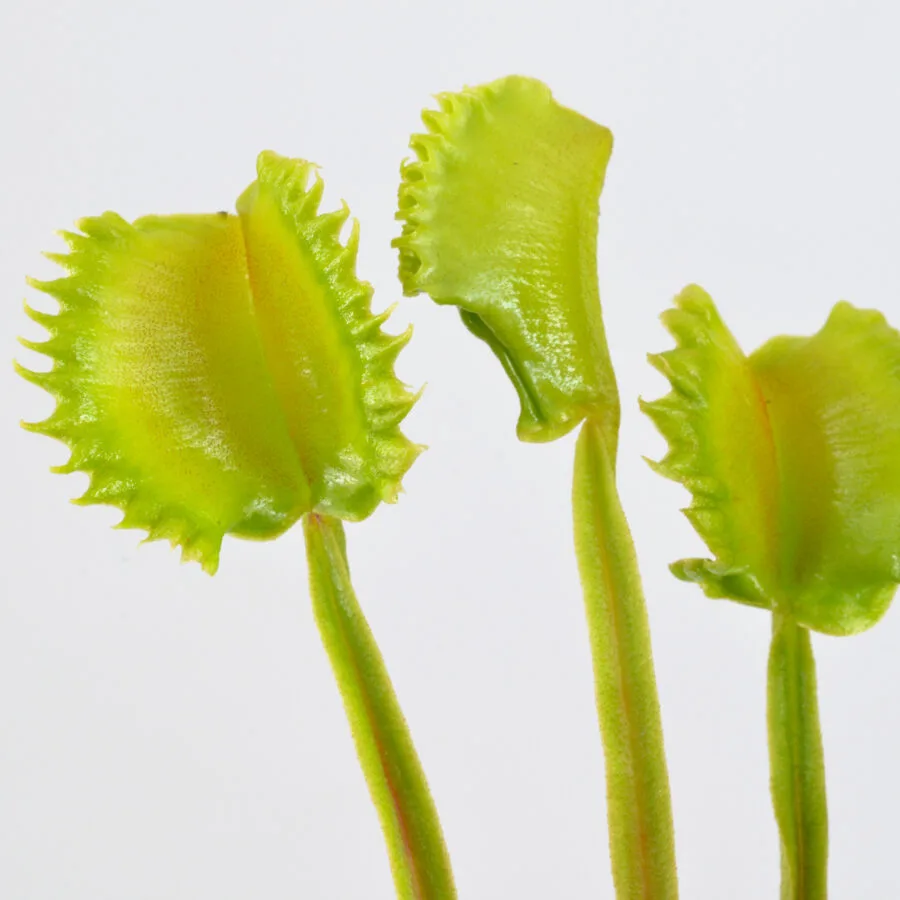 Dionaea Muscipula "Mayon" – Image 2