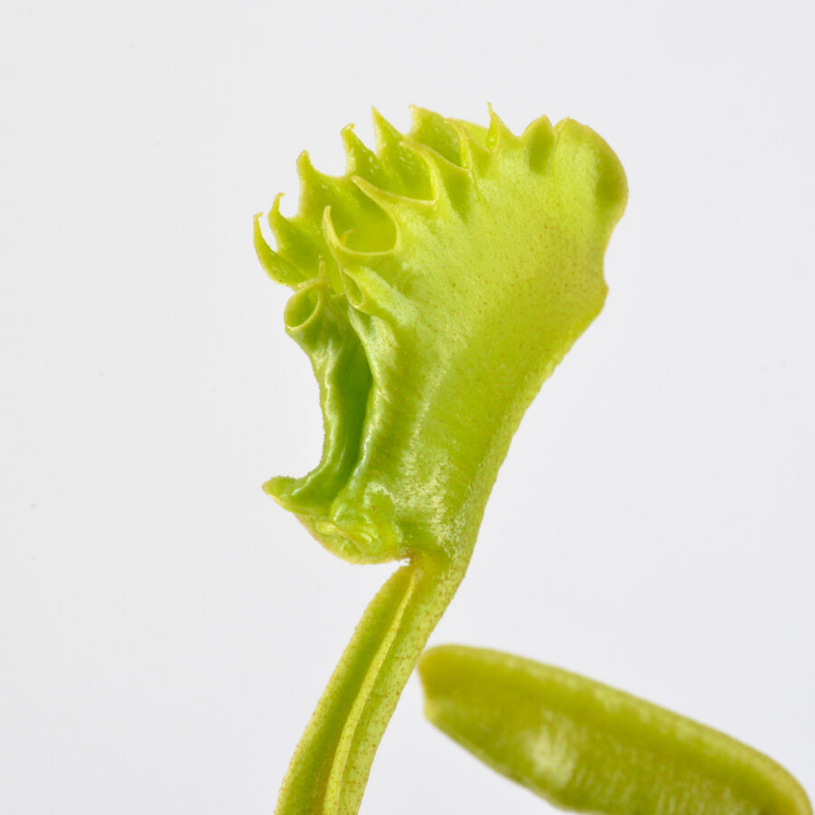 Dionaea Muscipula "Mayon" – Bild 3